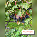 Vignes Montmartre - image00006