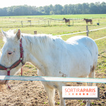 La Prairie The Oasis House chevaux