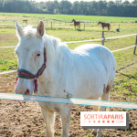 La Prairie The Oasis House chevaux