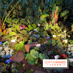 Automne Tropical 2023