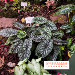 Automne Tropical 2023