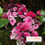 Automne Tropical 2023