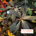 Automne Tropical 2023