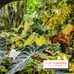 Automne Tropical 2023