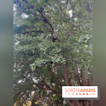 Le parc Montsouris - nos photos - image00037