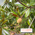 Le parc de l'Île Verte à Chatenay-Malabry - nos photos - image00558