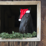 Dimanche plaisirs : rendez-vous à l'Hippodrome Paris-Vincennes  - iStock 155147834