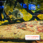 Enquête à Madagascar : nos photos de l'exposition immersive ultra ludique de l'Aquarium tropical