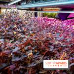 La Caverne, ferme urbaine bio à Paris, nos photos - 20240122 143900