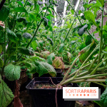 La Caverne, ferme urbaine bio à Paris, nos photos - 20240122 143913