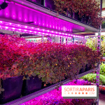 La Caverne, ferme urbaine bio à Paris, nos photos - 20240122 144115