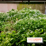 La Caverne, ferme urbaine bio à Paris, nos photos - 20240122 144909