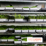 La Caverne, ferme urbaine bio à Paris, nos photos - IMG 2186