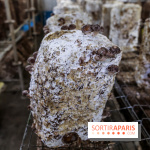 La Caverne, ferme urbaine bio à Paris, nos photos - IMG 2223