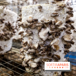 La Caverne, ferme urbaine bio à Paris, nos photos - IMG 2225