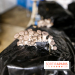 La Caverne, ferme urbaine bio à Paris, nos photos - IMG 2226