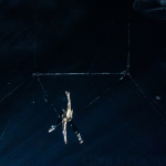 Festival Mondial du Cirque de Demain 2024, les photos  -  A7C2878