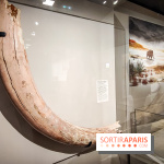 Dans la Seine : une expo de la Crypte archéologique dévoile les objets retrouvés dans la Seine
