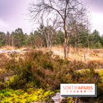Le sentier de l'érosion à Fontainebleau - balade en forêt -  A7C4649