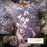 Le sentier de l'érosion à Fontainebleau - balade en forêt -  A7C4645