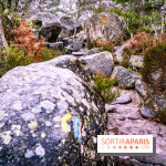 Le sentier de l'érosion à Fontainebleau - balade en forêt -  A7C4646