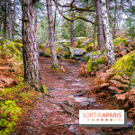 Le sentier de l'érosion à Fontainebleau - balade en forêt -  A7C4640