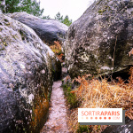 Le sentier de l'érosion à Fontainebleau - balade en forêt -  A7C4642