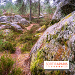Le sentier de l'érosion à Fontainebleau - balade en forêt -  A7C4632