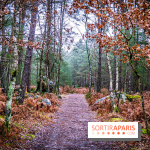 Le sentier de l'érosion à Fontainebleau - balade en forêt -  A7C4633