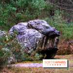 Le sentier de l'érosion à Fontainebleau - balade en forêt -  A7C4628