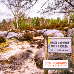Le sentier de l'érosion à Fontainebleau - balade en forêt -  A7C4561