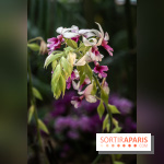 1001 Orchidées 2024, les photos de l'exposition florale dans les Grandes Serres du Muséum