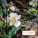 1001 Orchidées 2024, les photos de l'exposition florale dans les Grandes Serres du Muséum