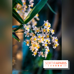 1001 Orchidées 2024, les photos de l'exposition florale dans les Grandes Serres du Muséum