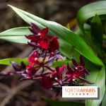 1001 Orchidées 2024, les photos de l'exposition florale dans les Grandes Serres du Muséum
