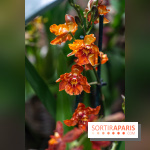 1001 Orchidées 2024, les photos de l'exposition florale dans les Grandes Serres du Muséum
