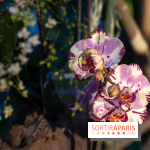 1001 Orchidées 2024, les photos de l'exposition florale dans les Grandes Serres du Muséum