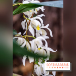 1001 Orchidées 2024, les photos de l'exposition florale dans les Grandes Serres du Muséum