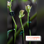 1001 Orchidées 2024, les photos de l'exposition florale dans les Grandes Serres du Muséum -  A7C5243