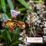 1001 Orchidées 2024, les photos de l'exposition florale dans les Grandes Serres du Muséum
