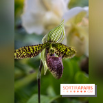 1001 Orchidées 2024, les photos de l'exposition florale dans les Grandes Serres du Muséum