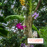 1001 Orchidées 2024, les photos de l'exposition florale dans les Grandes Serres du Muséum