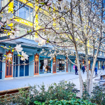 Visuel Paris 4e - Samaritaine arbres fleuris printemps