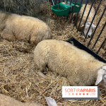 Salon de l'agriculture 2024