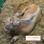 Salon de l'agriculture 2024 - image00037