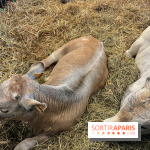 Salon de l'agriculture 2024 - image00036