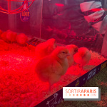 Salon de l'agriculture 2024