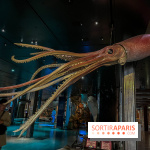 Grande Galerie de l'évolution- visuels 2024 - image00109