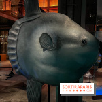 Grande Galerie de l'évolution- visuels 2024 - image00112