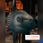 Grande Galerie de l'évolution- visuels 2024 - image00113